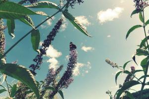 Couverture de l'initiative Ecotopia