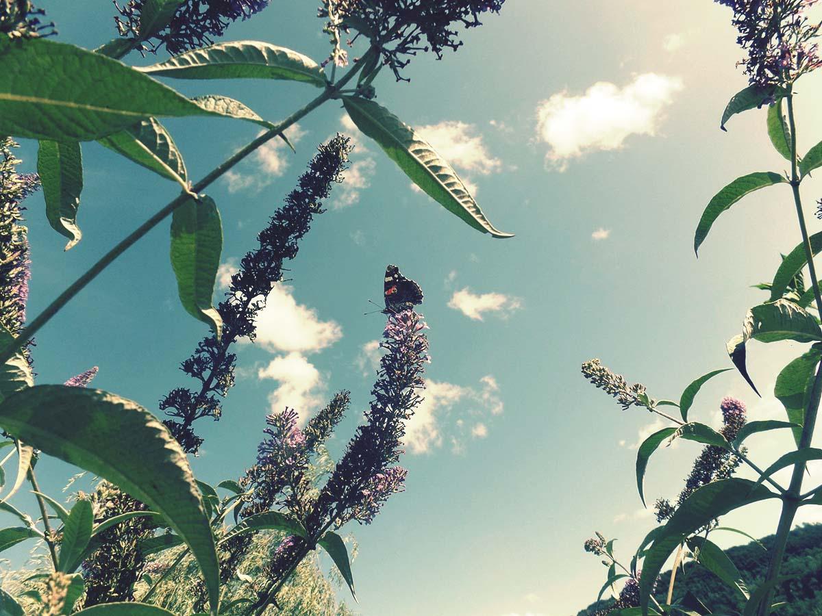 Couverture de l'initiative Un Pain C'est Tout