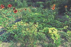 Couverture de l'initiative Vent De Terre