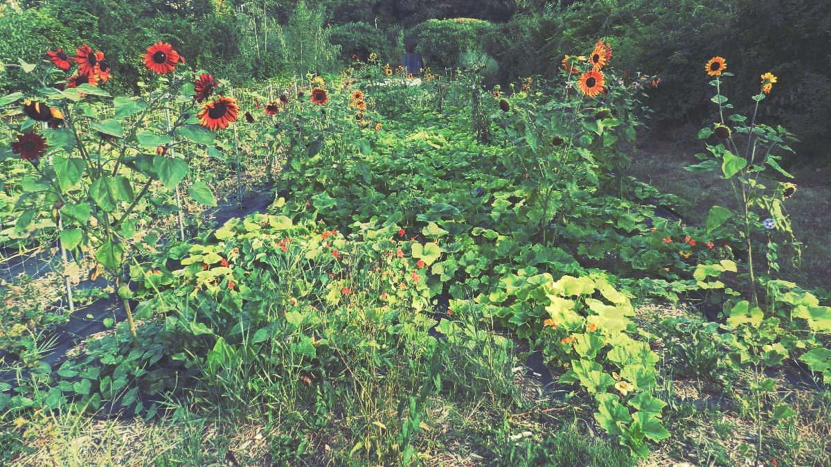 Couverture de l'initiative Un Pain C'est Tout