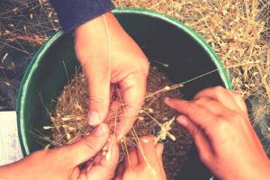 Couverture de l'initiative Histoire d'un Grain