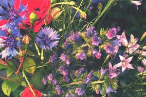 Couverture de l'initiative Apiflora