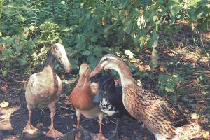 Couverture de l'initiative Jardins De Fredisa